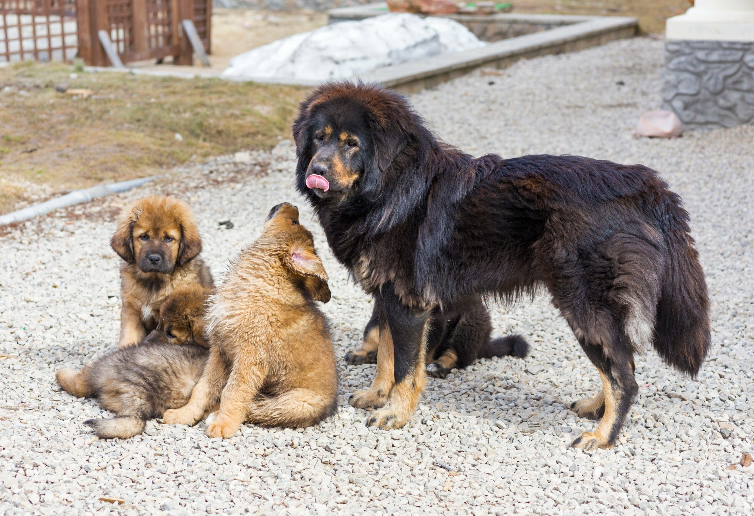 Perro Mastín Tibetano