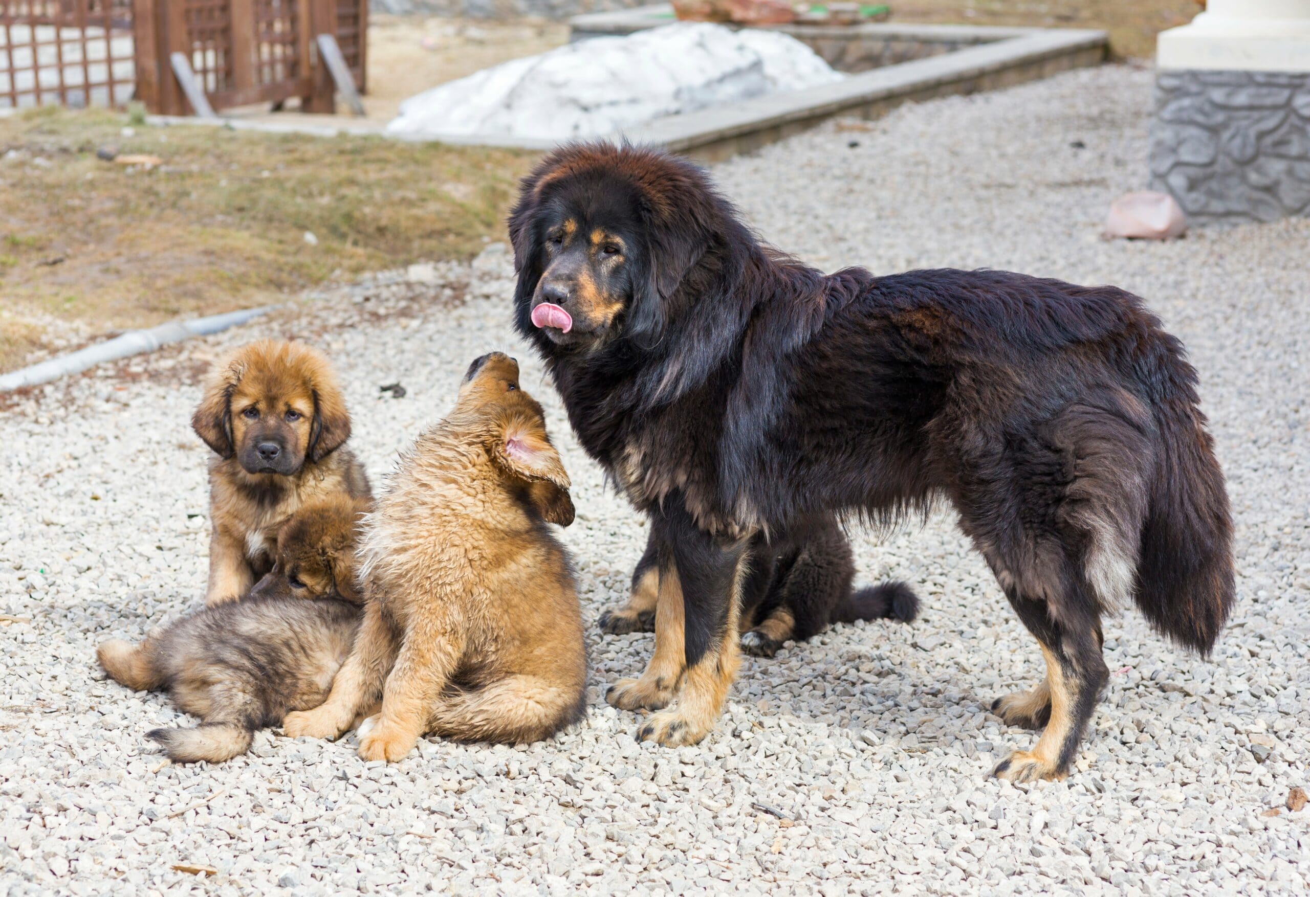 foto Perro Mastín Tibetano