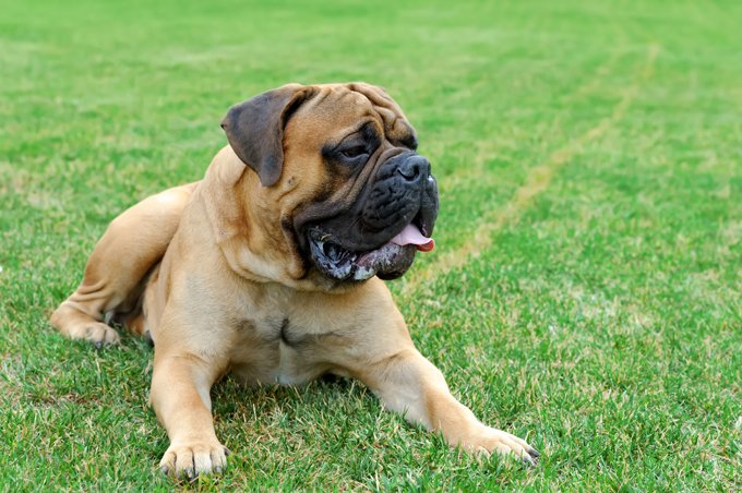 foto Perro Mastín