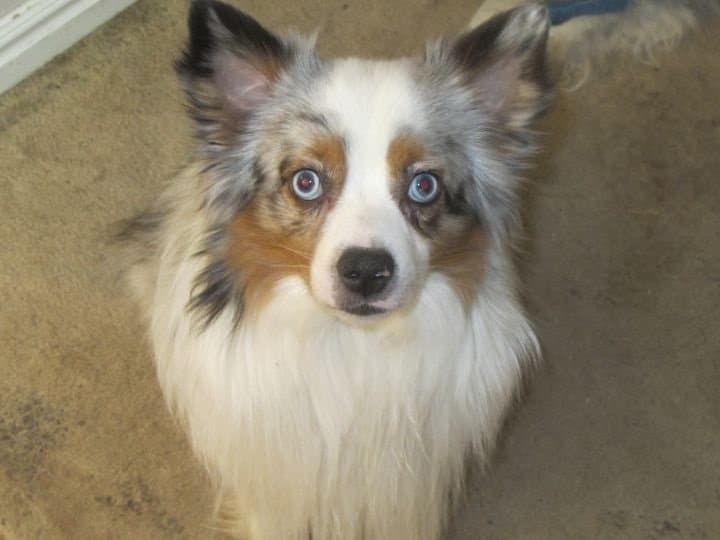 foto Perro mestizo de Aussiepom