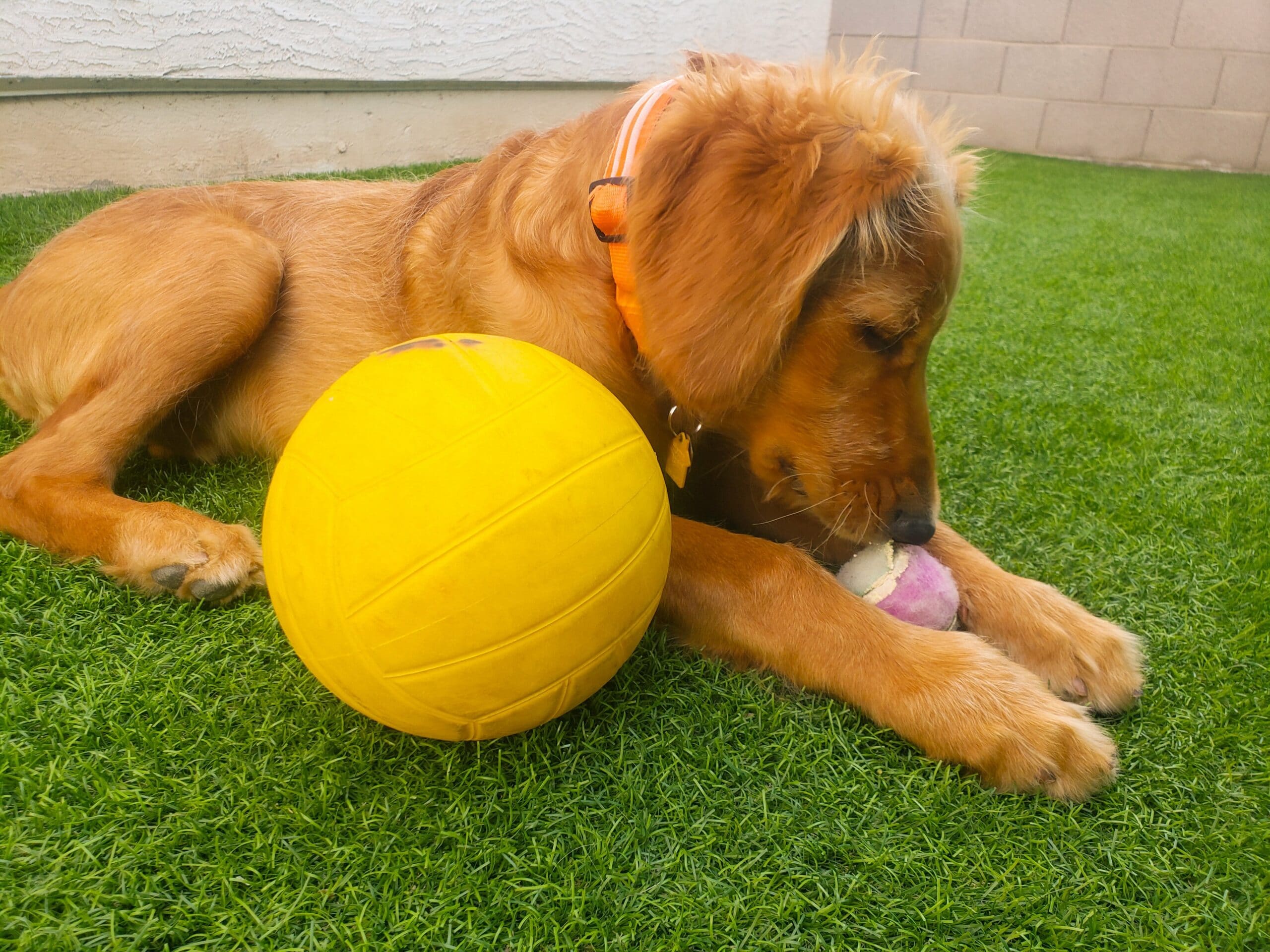 foto Perro mestizo de Golden Cocker Retriever