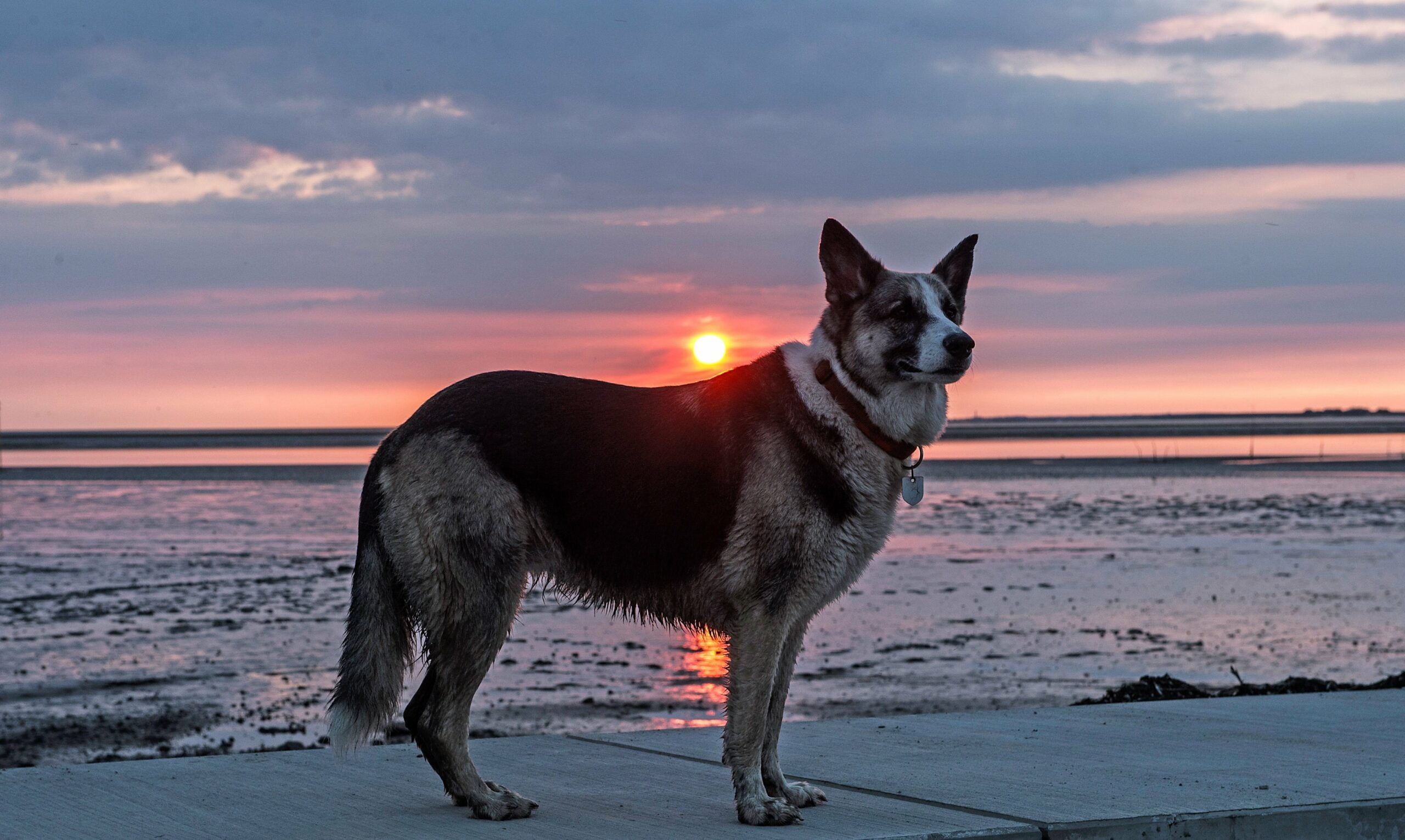 foto Perro mestizo de Shepsky