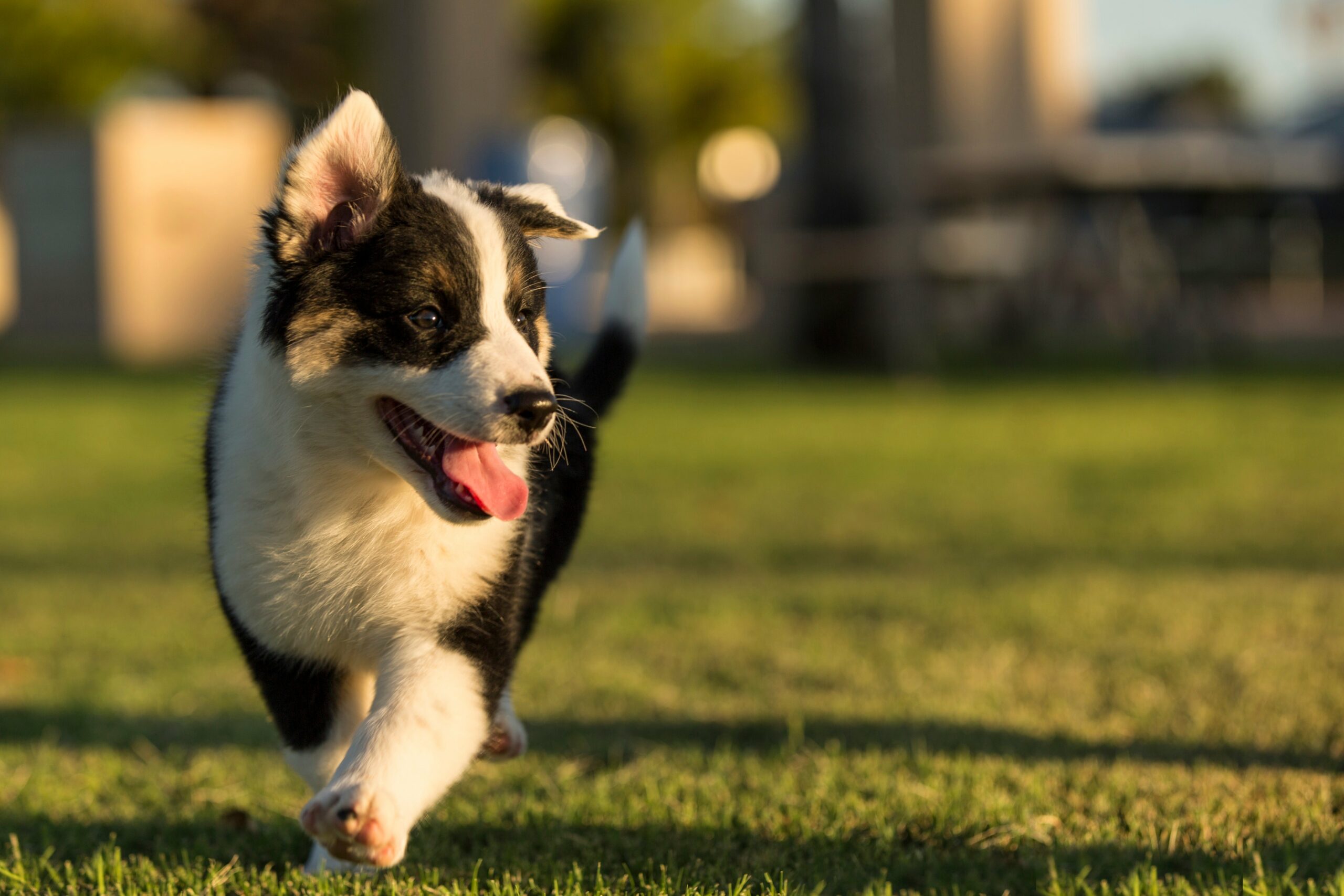 foto Perro mestizo de Texas Heeler