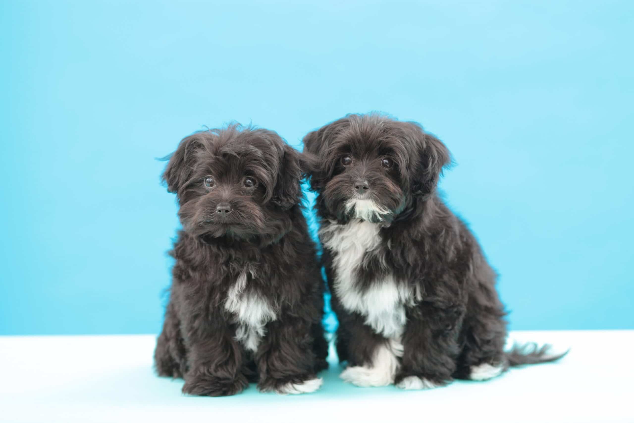 foto Perro mixto Chi-Poo