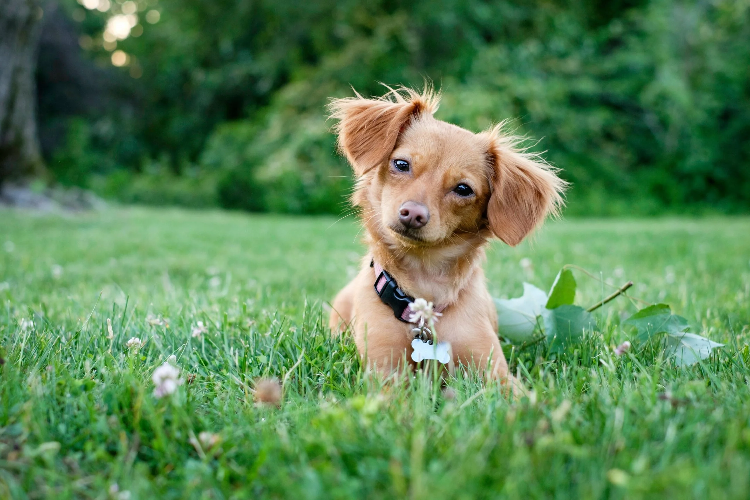 foto Perro mixto chiweenie