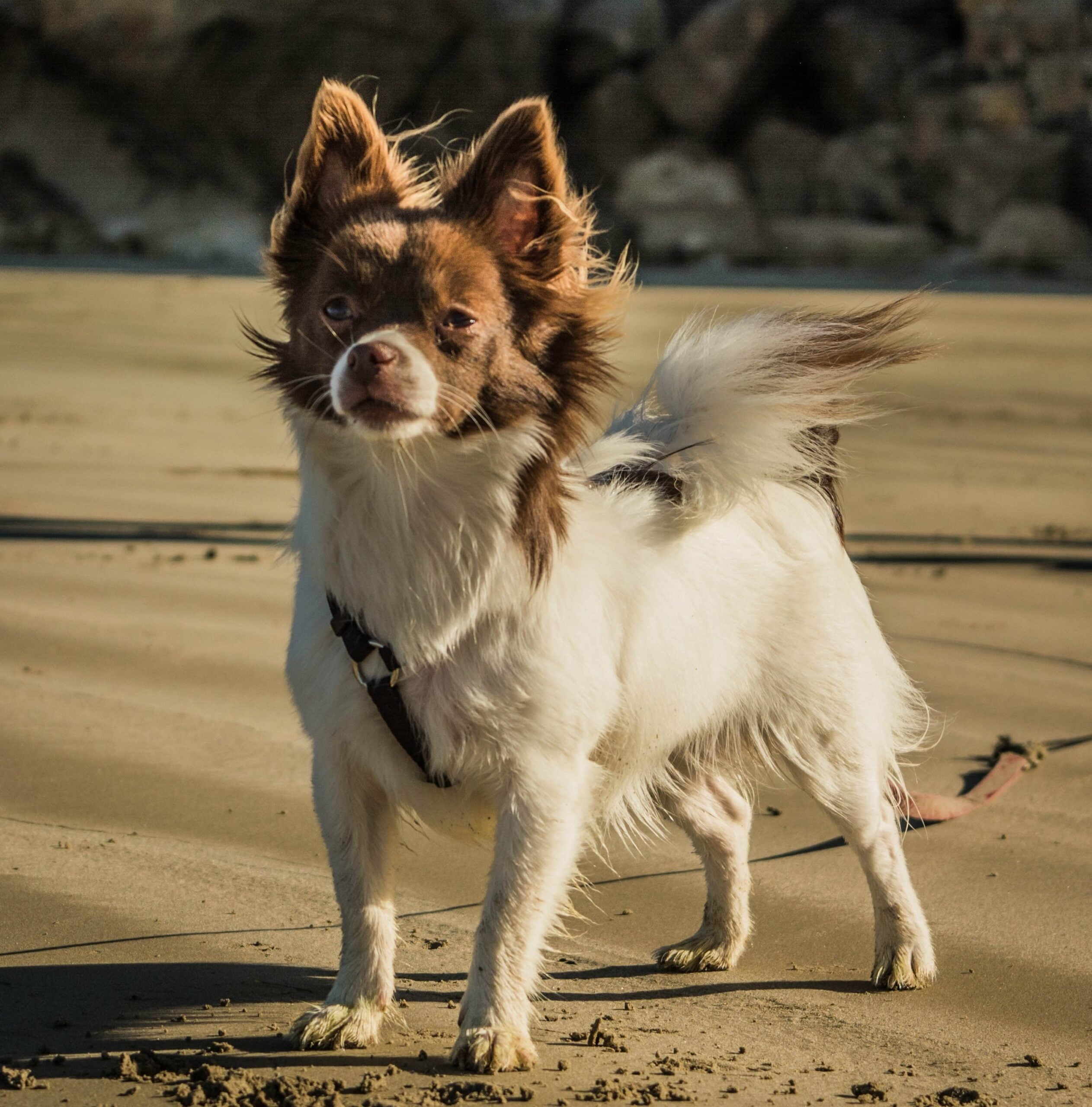 foto Perro mixto de Chion