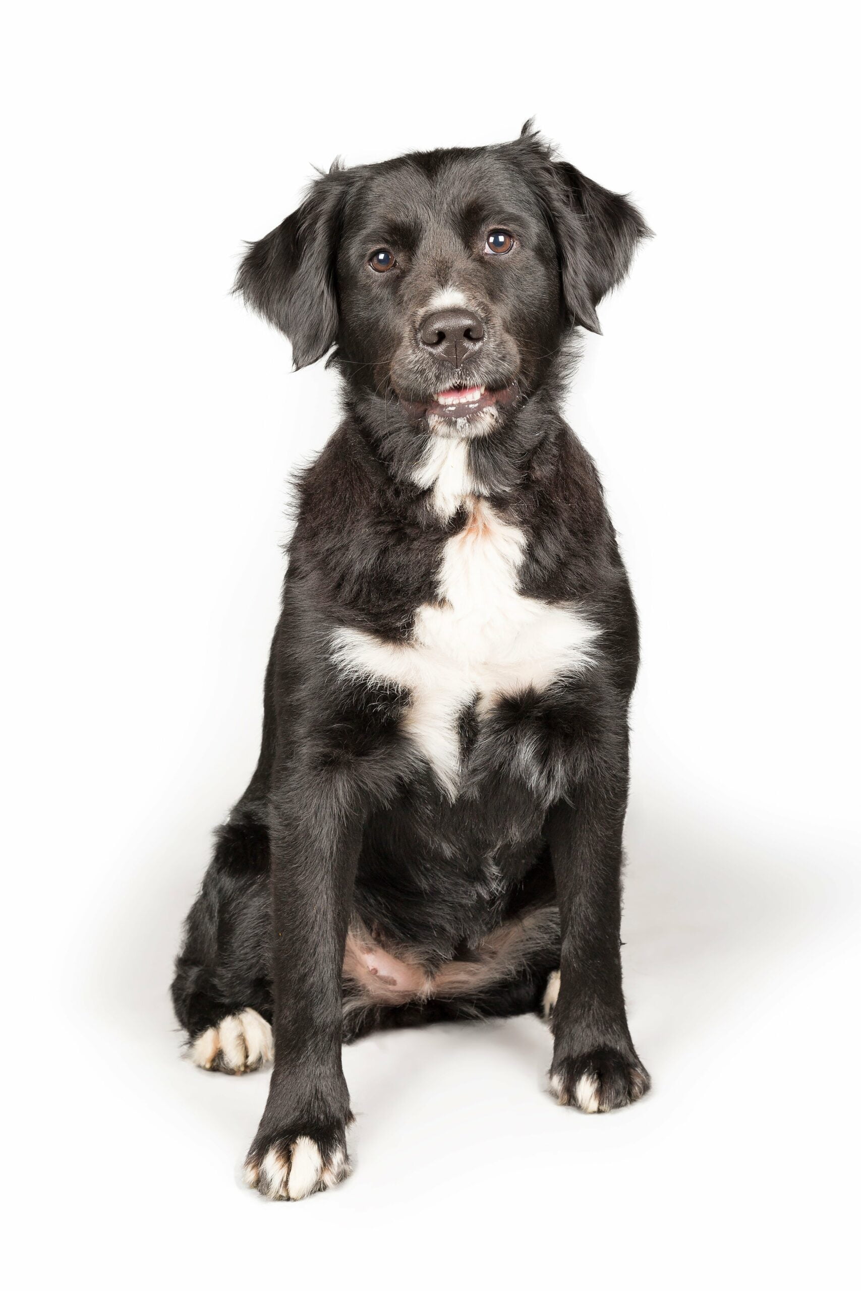 foto Perro mixto Golden Mountain Dog