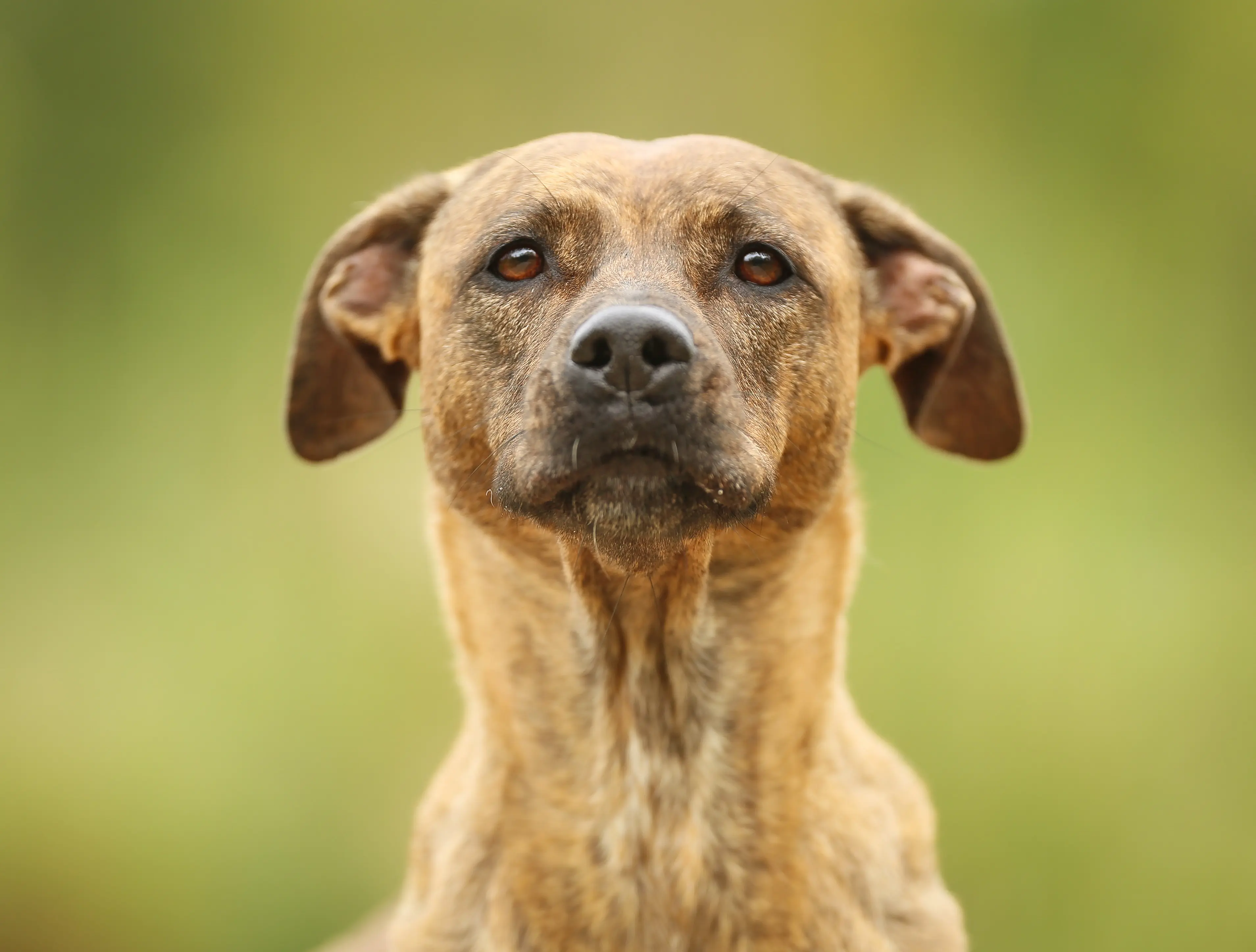 foto Perro mixto Greyador