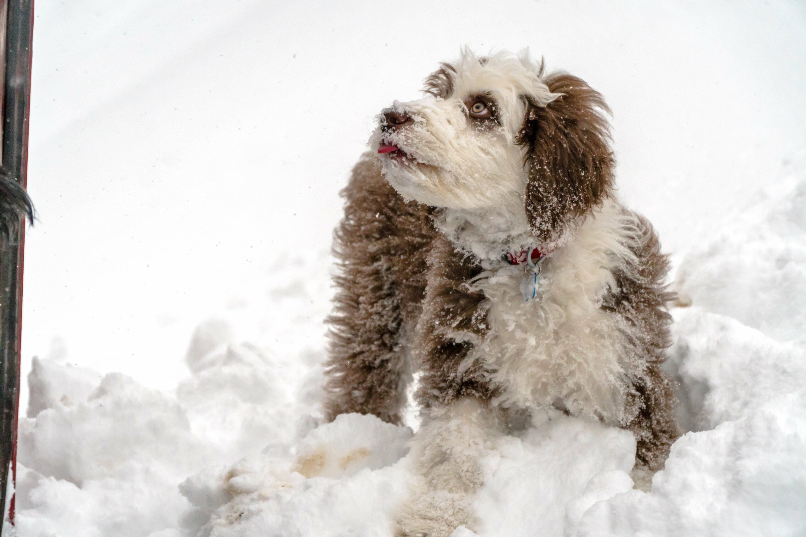 foto Perro mixto Sheepadoodle