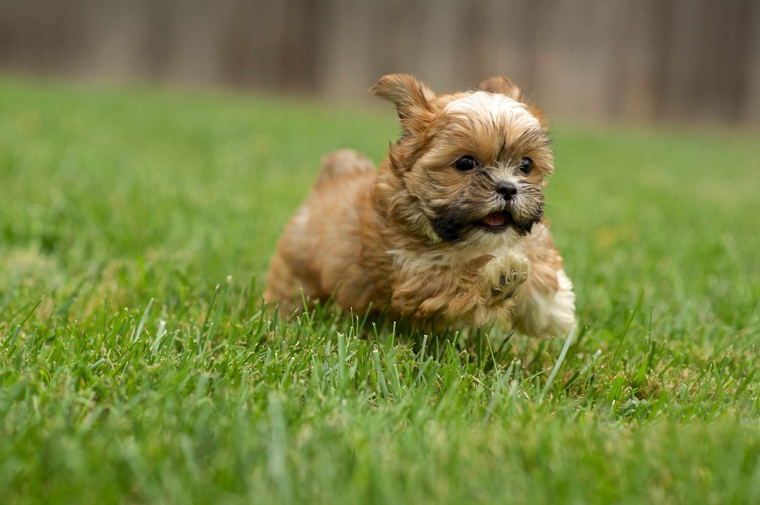 foto Perro mixto Shorkie