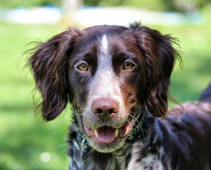 foto Perro Munsterlander Pointer Pequeño