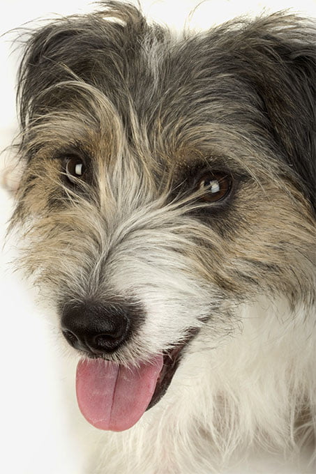 foto Perro Norfolk Terrier