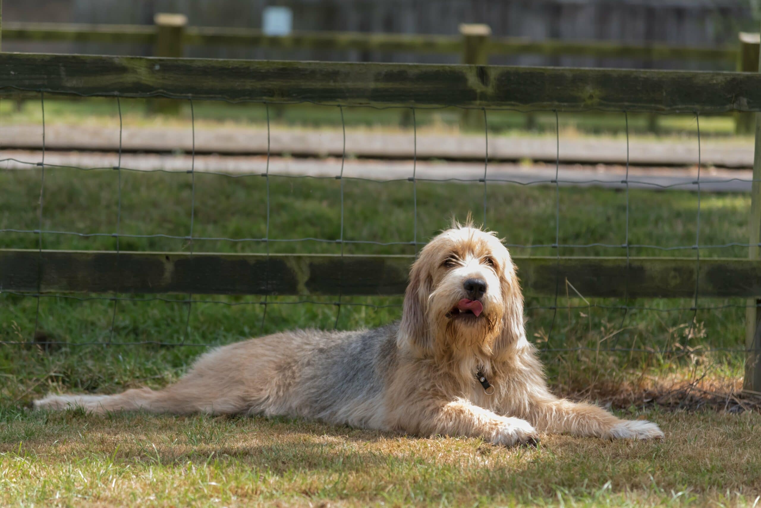 foto Perro Otterhound