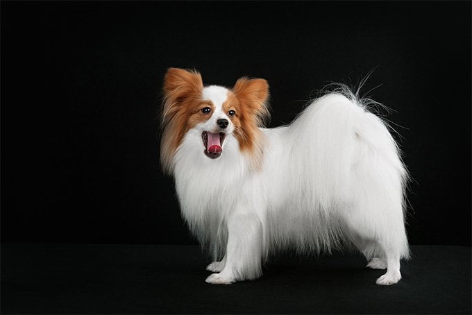 foto Perro Papillon