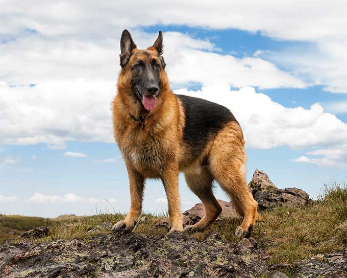 foto Perro Pastor Alemán