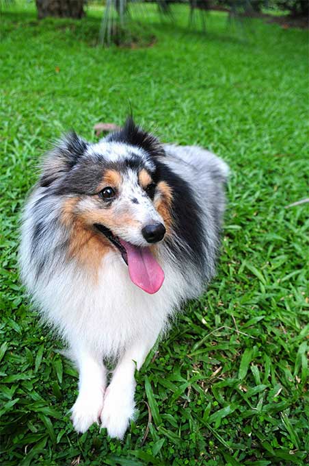 foto Perro Pastor de Shetland