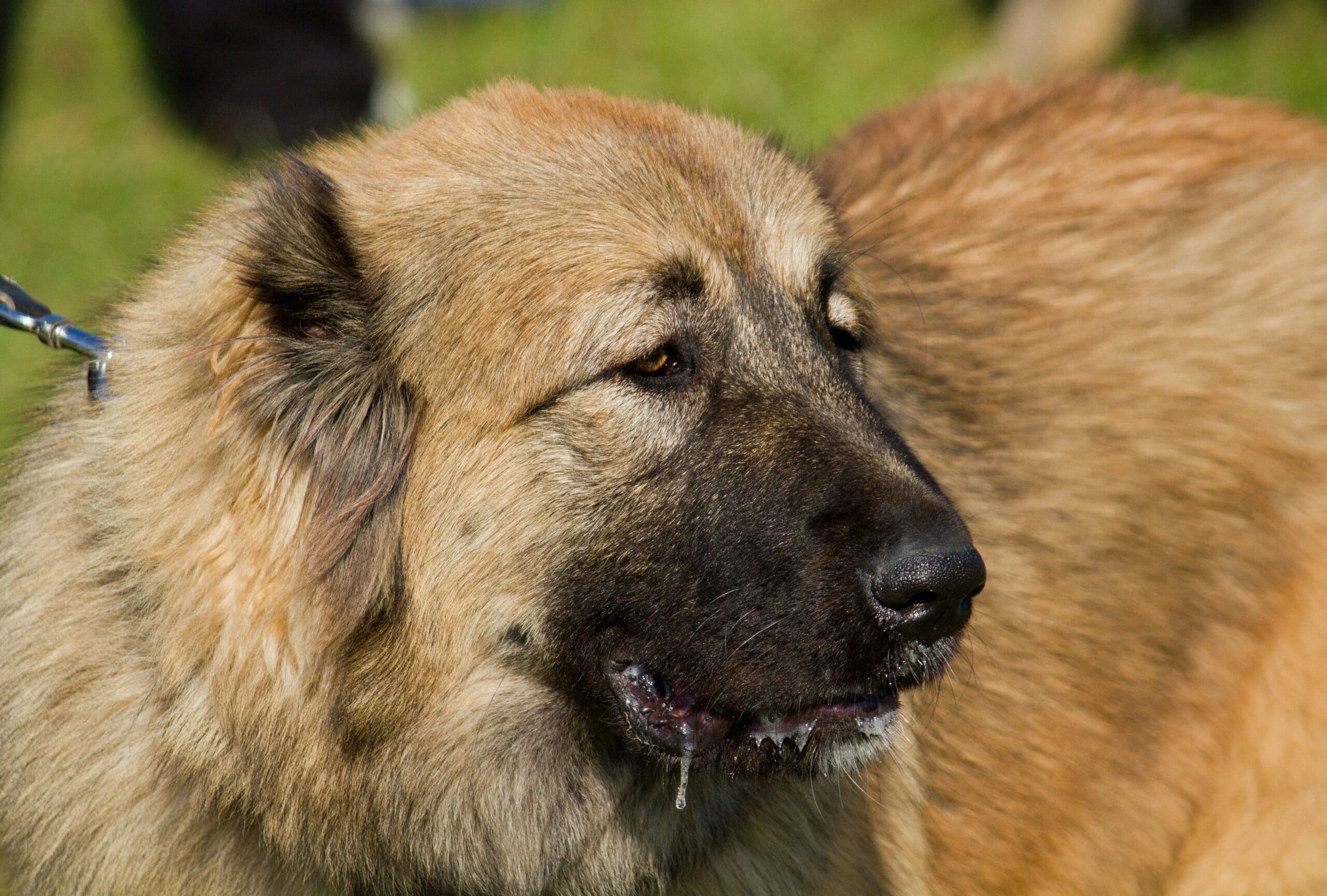 foto Perro Pastor del Cáucaso
