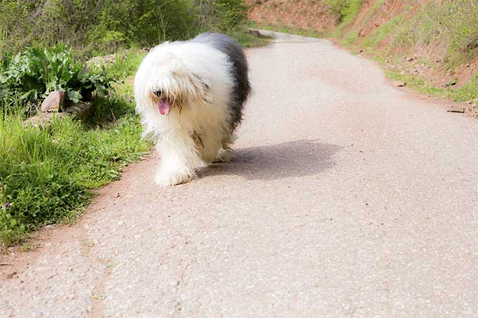 foto Perro pastor inglés antiguo