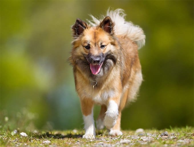 foto Perro pastor islandés