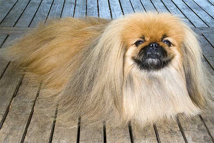 foto Perro Pekinés