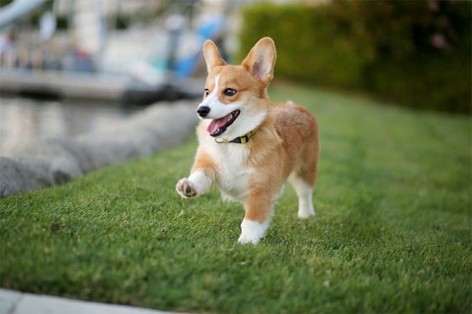 foto Perro Pembroke Welsh Corgi