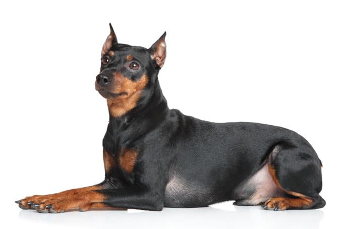 foto Perro Pinscher Alemán