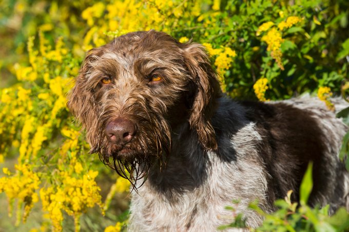 foto Perro Pointer Alemán de Pelo de Alambre