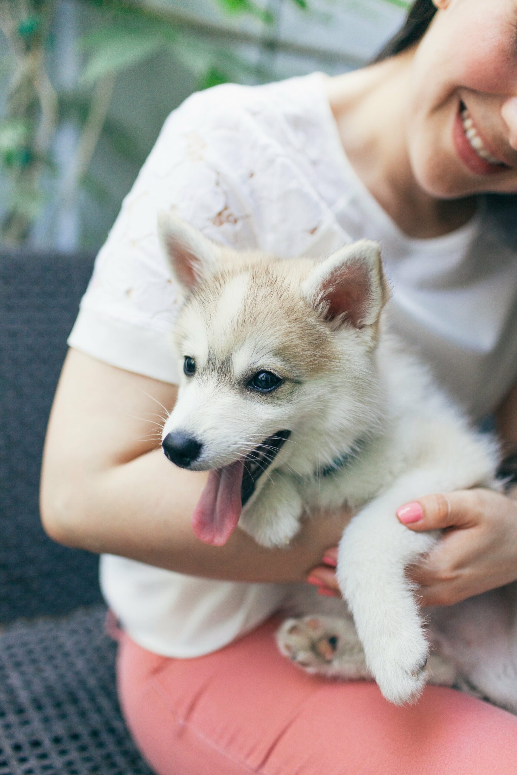 foto Perro Pomsky