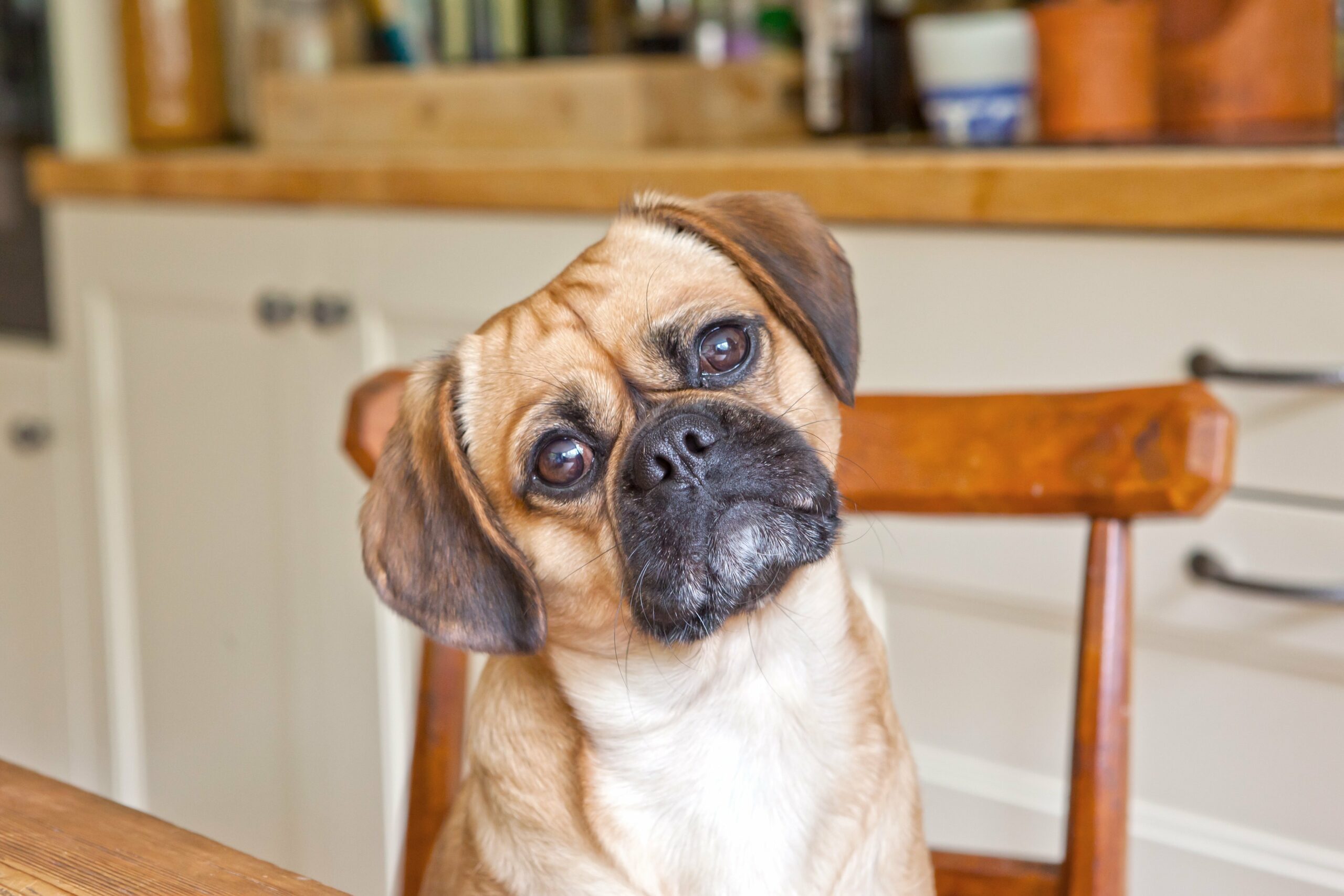 foto Perro Pugalier Mixto