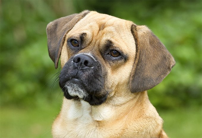 foto Perro Puggle