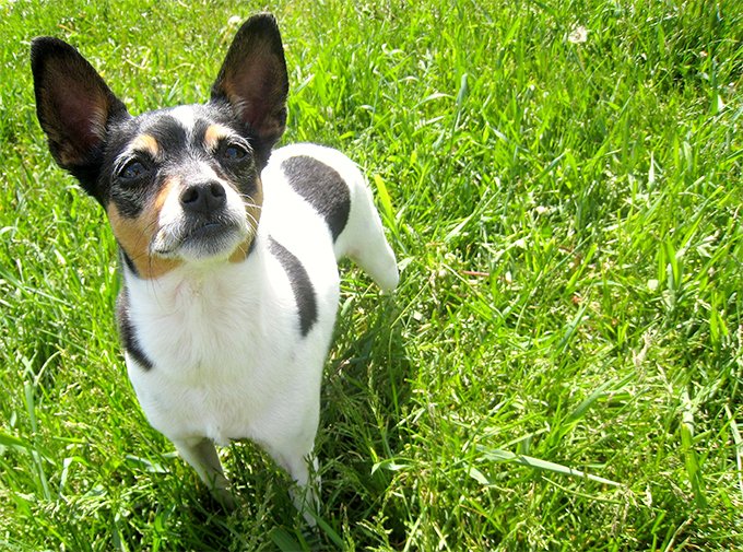 foto Perro Rat Terrier