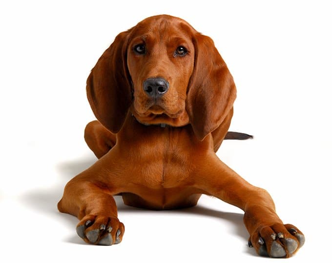 Perro Redbone Coonhound