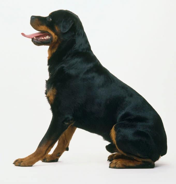 foto Perro Rottweiler