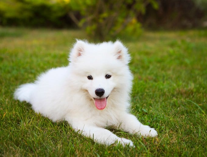 foto Perro Samoyedo