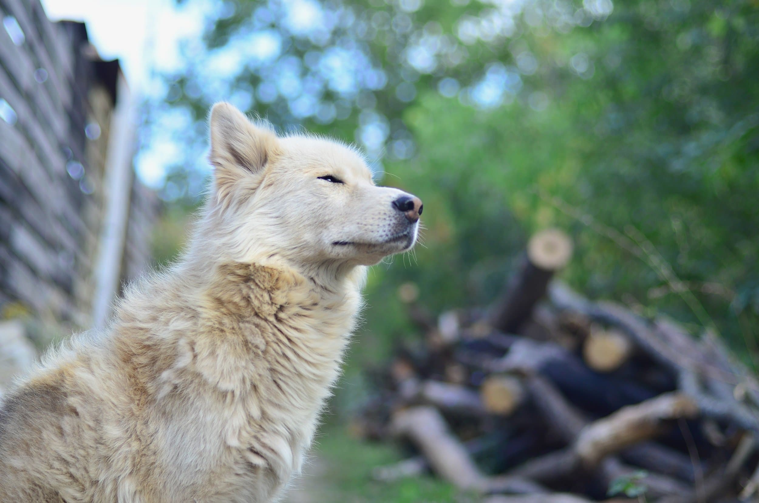 foto Perro Samusky Mixto