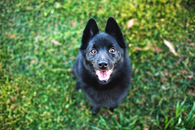 foto Perro Schipperke