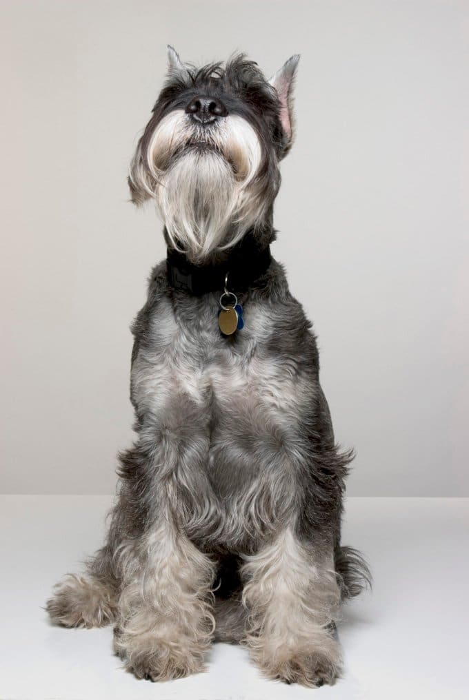 foto Perro Schnauzer Estándar