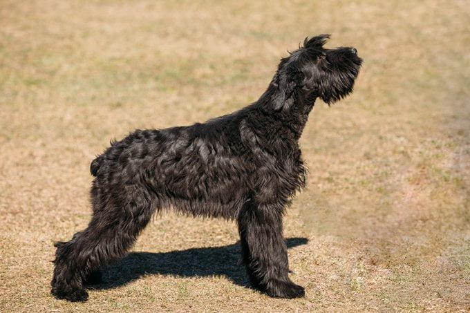 foto Perro Schnauzer Gigante