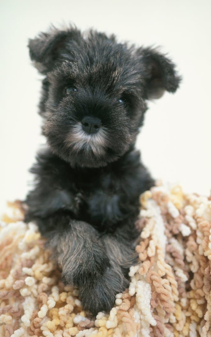 foto Perro Schnauzer Miniatura