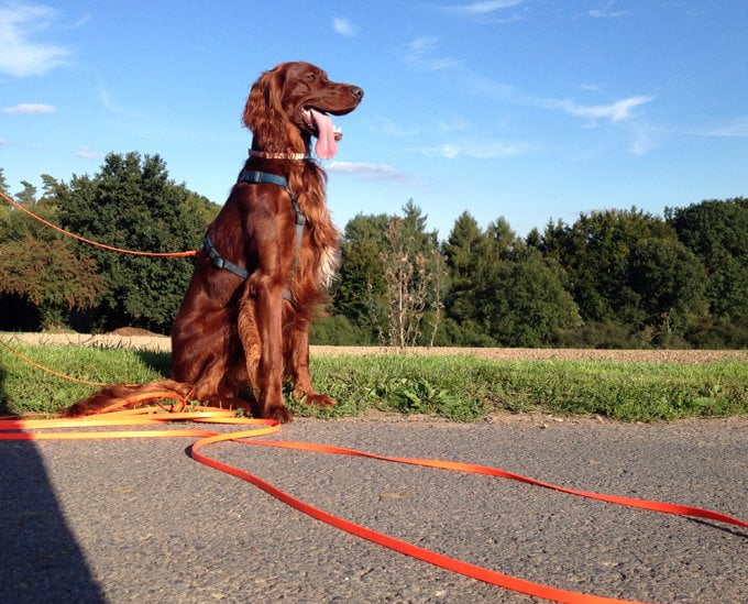 foto Perro Setter Irlandés