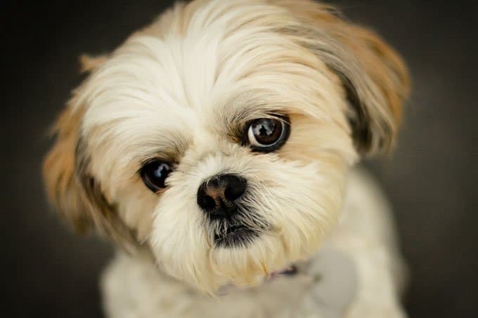 foto Perro Shih Tzu