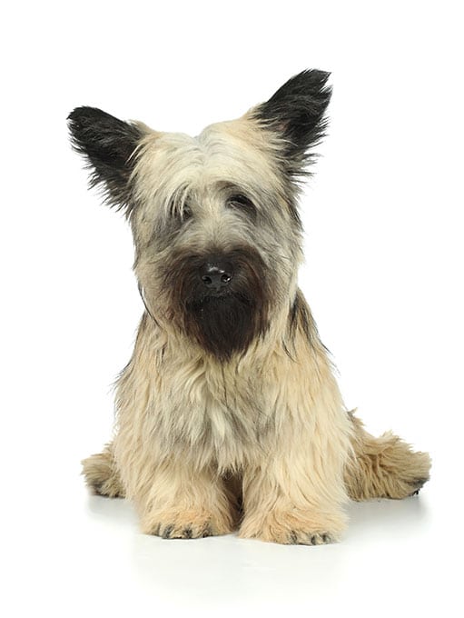 foto Perro Skye Terrier