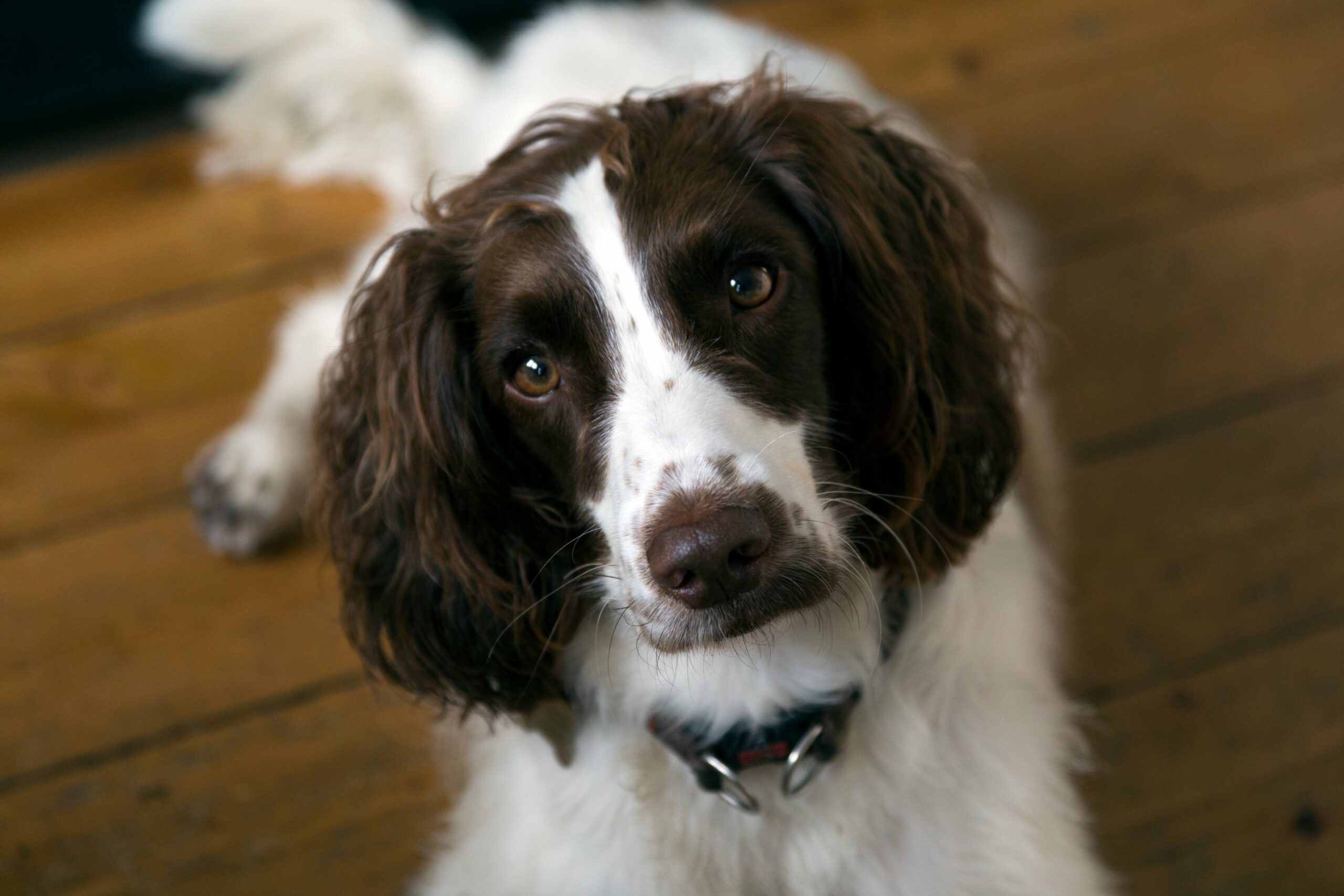 foto Perro Spaniel Francés