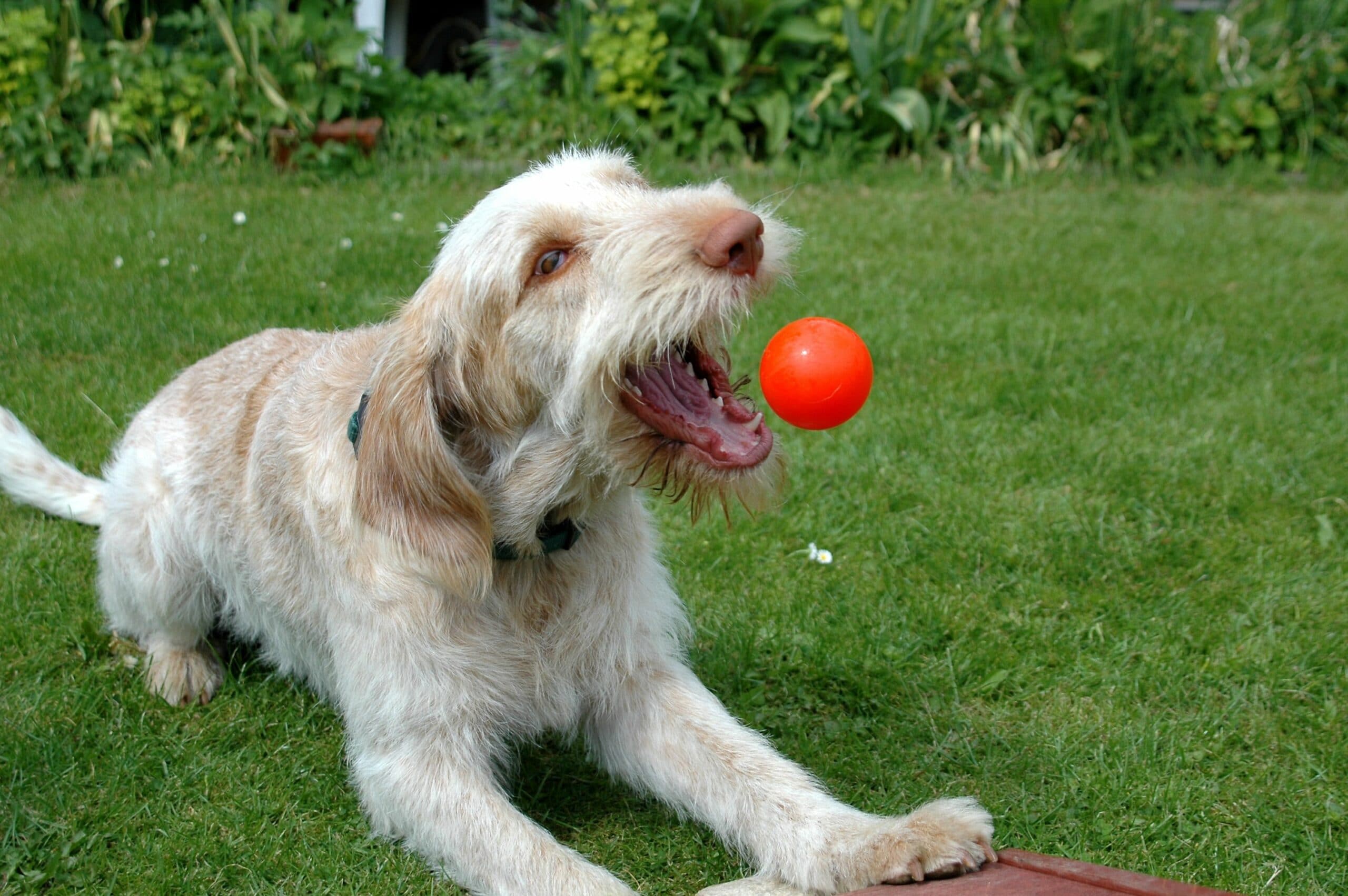 foto Perro Spinone Italiano