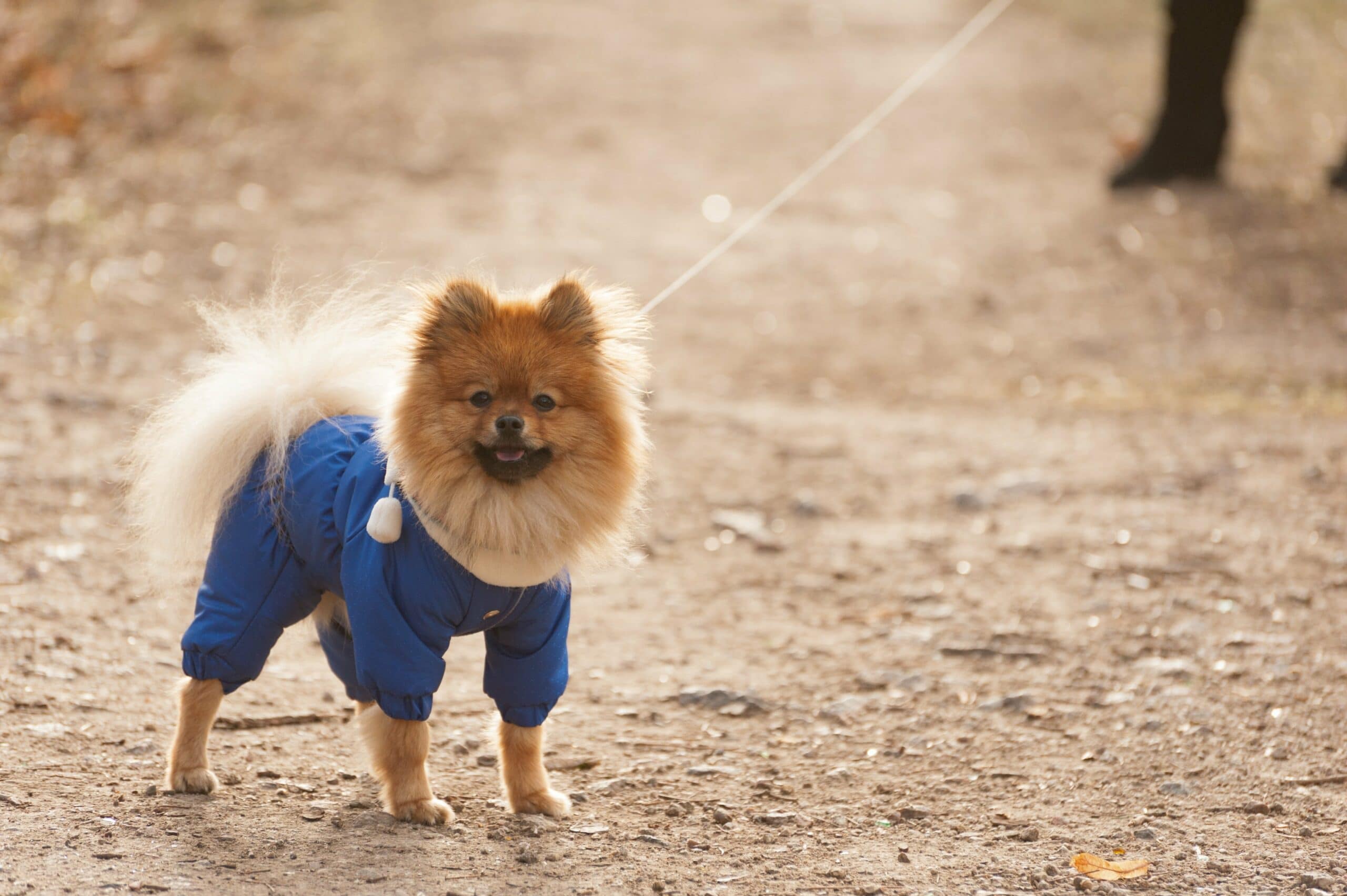 foto Perro Spitz Alemán