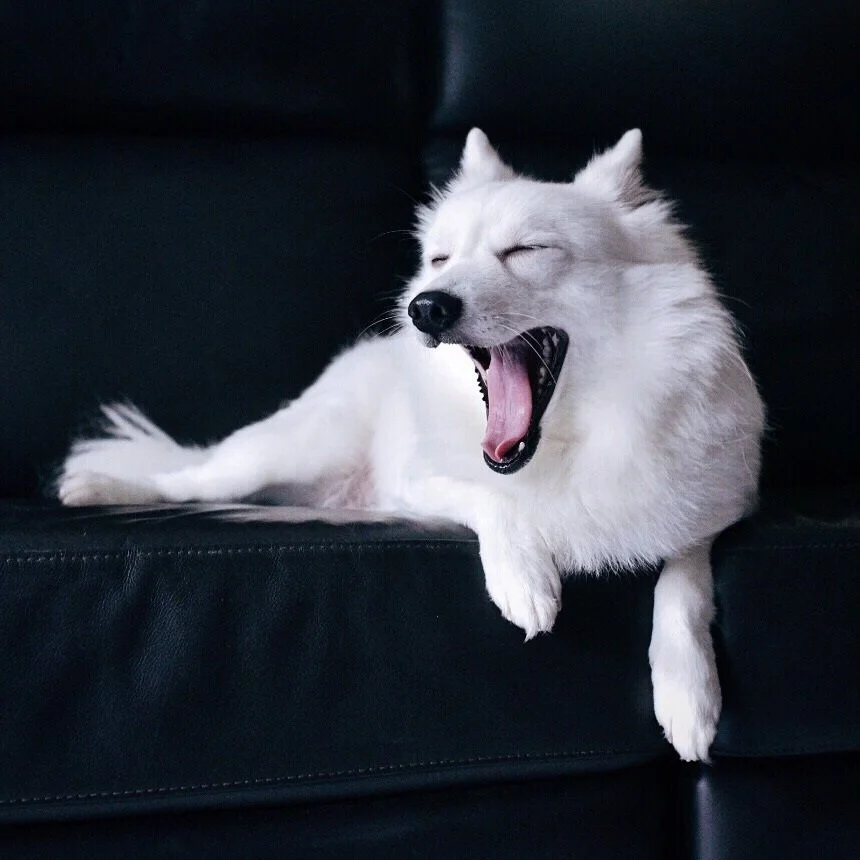 foto Perro Spitz Japonés
