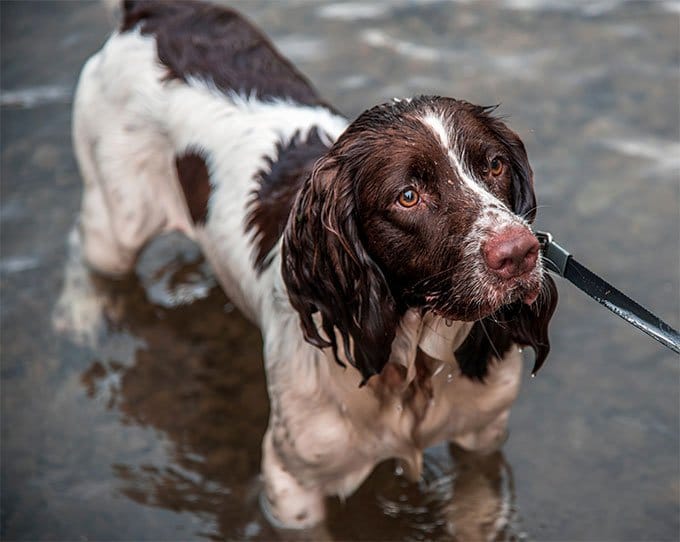 foto Perro Springer Spaniel Inglés