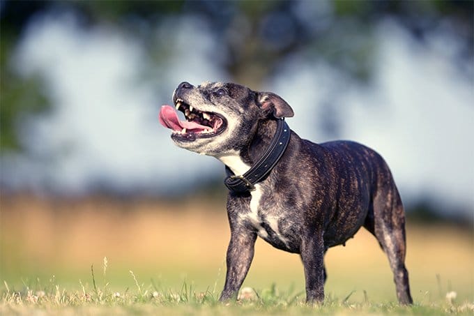 Perro Staffordshire Bull Terrier