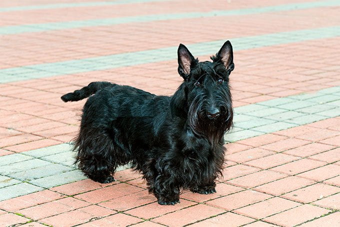 foto Perro Terrier Escocés