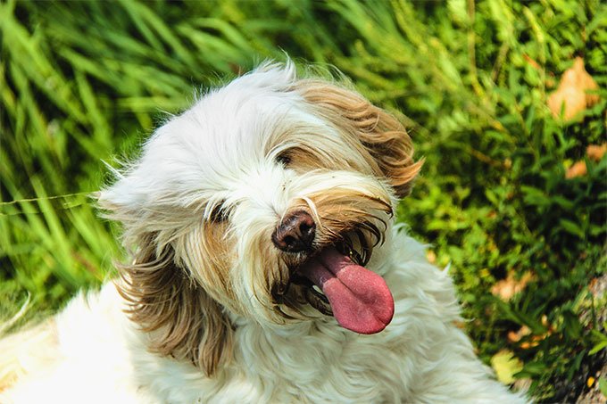 foto Perro Terrier Tibetano